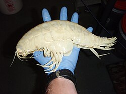 Alicella gigantea